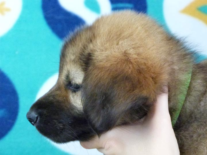 chinook puppy